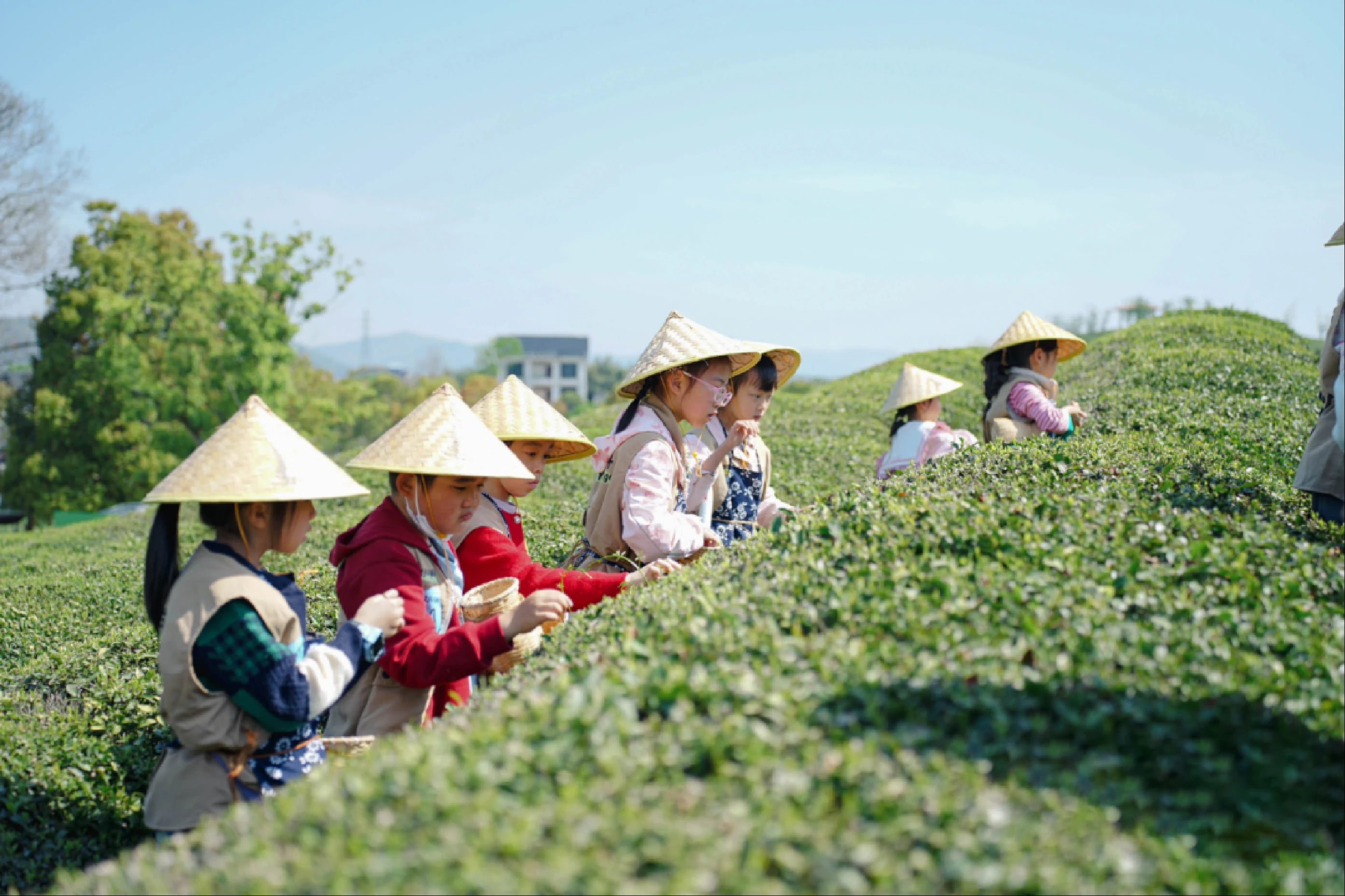 径山茶文化研学